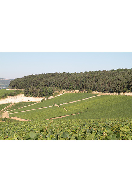 31004_Jean_Laurent_grapes_01.jpg